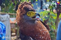 Serpent eagle rescued in South Cotabato