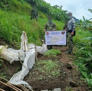 Police destroy marijuana plantations in Sugpon, Ilocos Sur