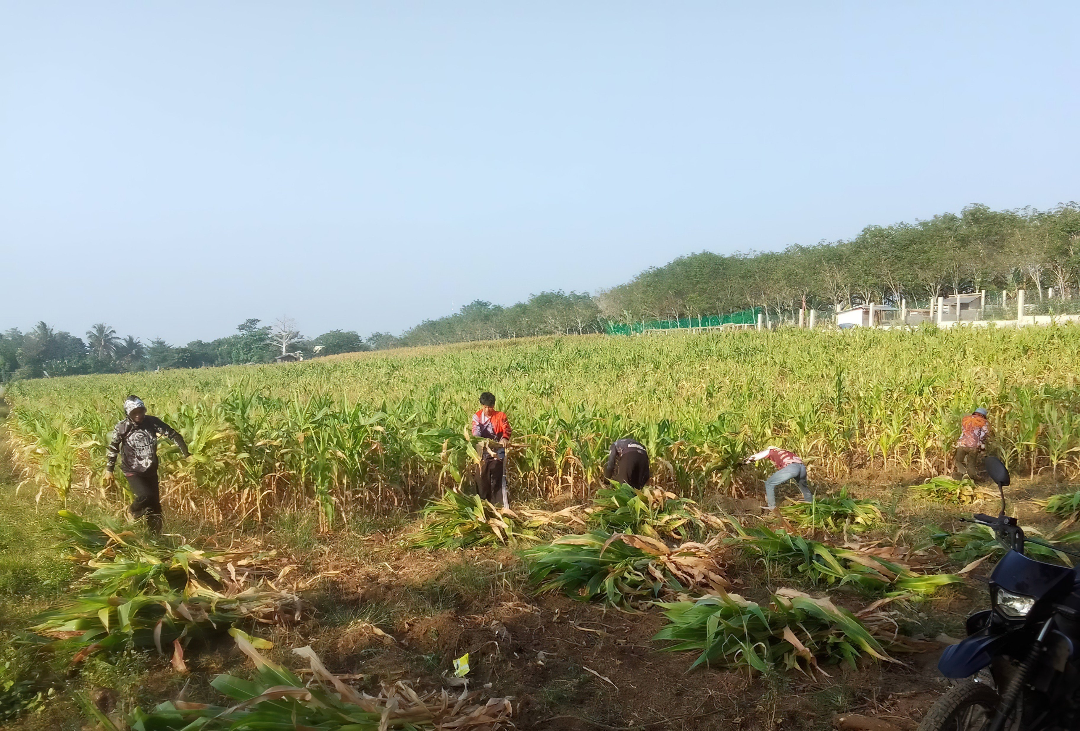 Drought hits Cotabato cornfield, farmer sells at a loss