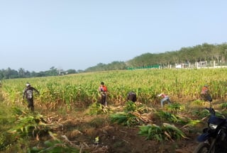 Drought hits Cotabato cornfield, farmer sells at a loss