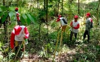 TUPAD workers help protect forests