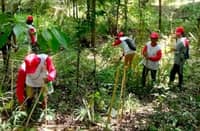 TUPAD workers help protect forests