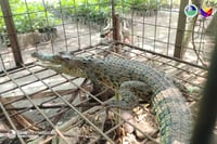 Saltwater crocodile rescued in Polomolok