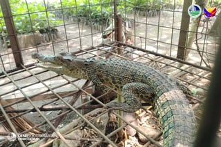 Saltwater crocodile rescued in Polomolok