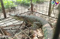 Saltwater crocodile rescued in Polomolok