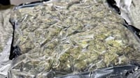 K9 sniffs out P630K kush; agent arrested