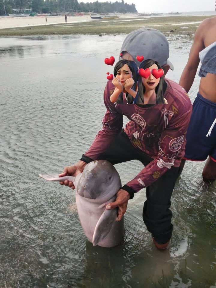 Juvenile dugong found on Liwagao Island