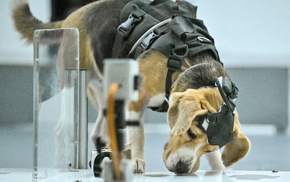 Cancer screening goes ‘to the dogs’