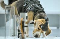 RESEARCHERS are testing a screening method in which patients breathe into a mask before trained dogs analyze the captured scent and artificial intelligence interprets their reactions. The approach aims to make early cancer screening less invasive and easier to scale, according to pharmaphorum.