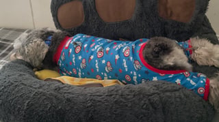 When sleeping dogs…sleep