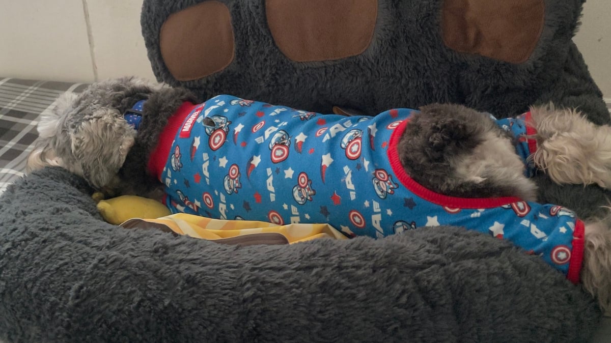 When sleeping dogs…sleep