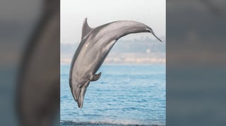 Let them swim wild and free