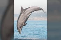 DURING the Taiji dolphin hunts, bottlenose dolphins are among the primary species targeted for live capture, driven largely by demand from dolphinariums and entertainment facilities around the world. The remaining dolphins may be killed for meat.