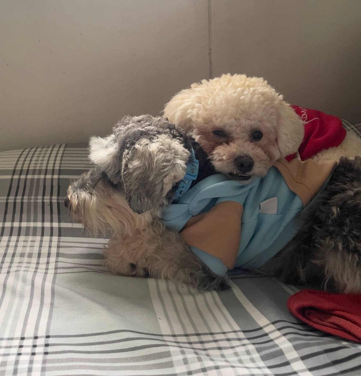 LOVING dogs: Grogu the poodle and Lexi the schnauzer preparing for sleep.