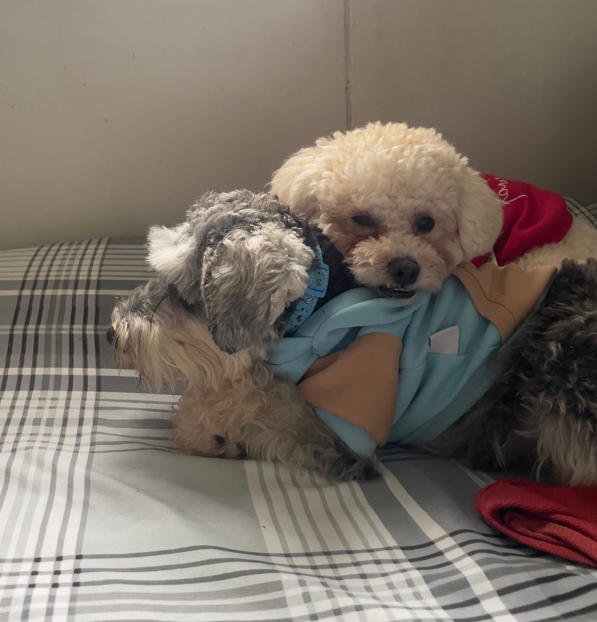 LOVING dogs: Grogu the poodle and Lexi the schnauzer preparing for sleep.