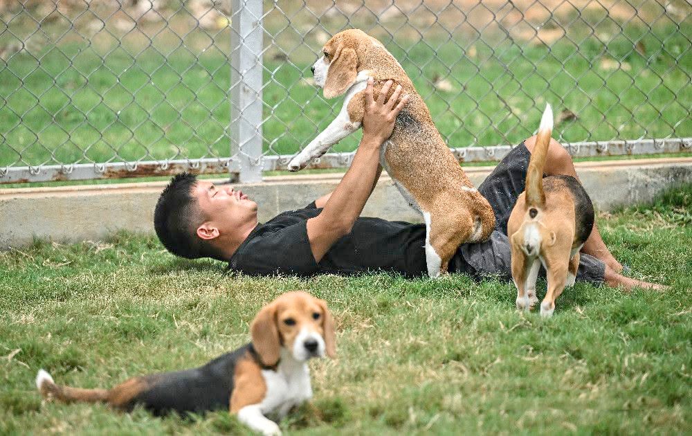 TRAINED beagles are being paired with artificial intelligence to help detect possible cancer signals from breath samples, with AI analyzing the dogs’ movements, heart rate and other behavioral cues.