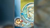 Kingfish swims