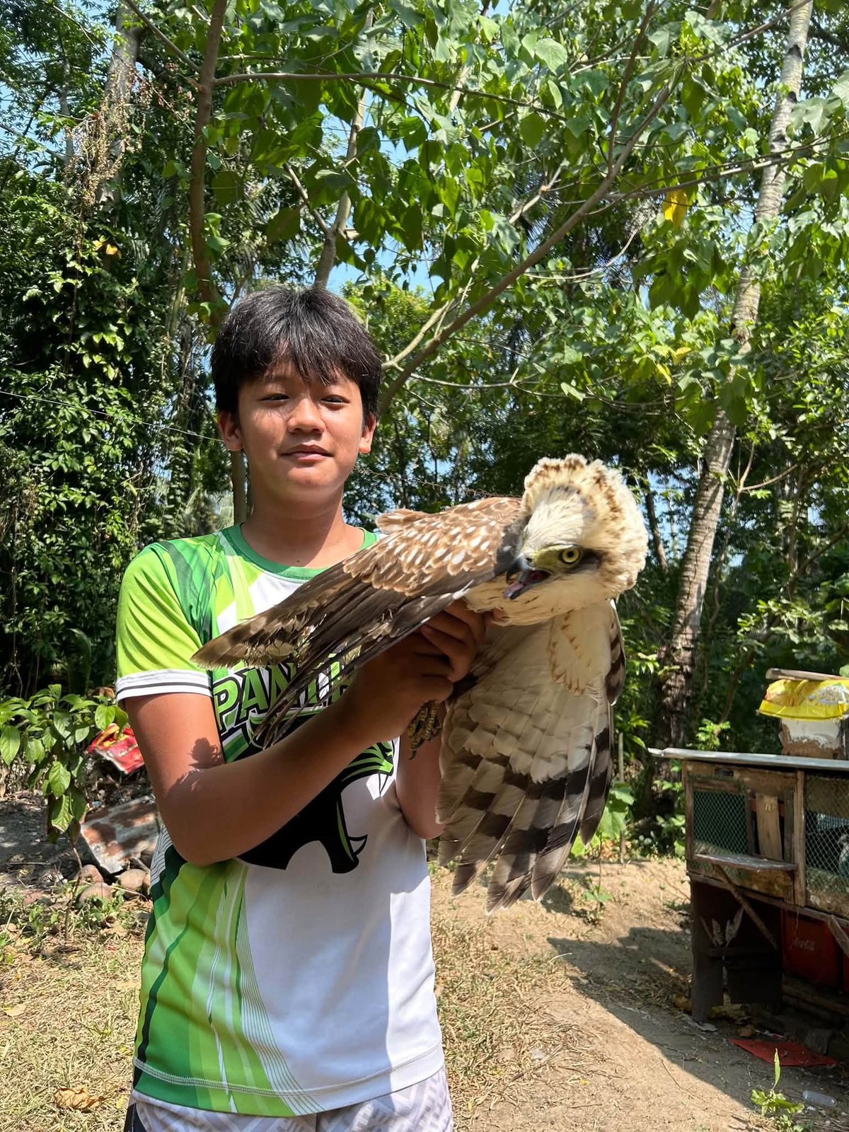 Juvenile Serpent Eagle rescued in Malapatan