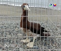 Brown Booby spotted in Dilasag