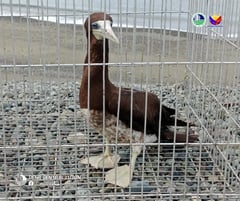 Brown Booby spotted in Dilasag