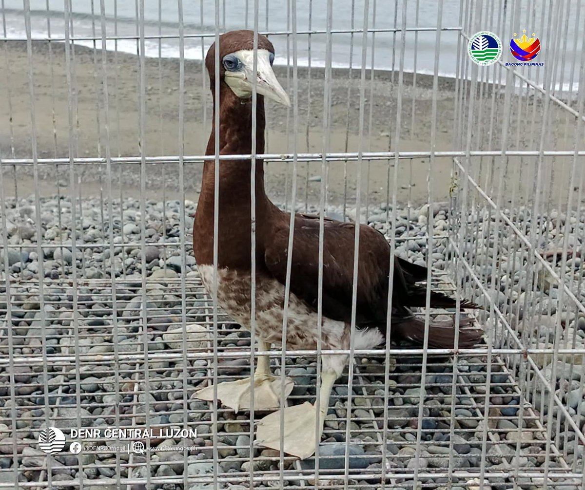 Brown Booby spotted in Dilasag