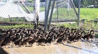 Ilocos Sur launches integrated rice-duck farming system