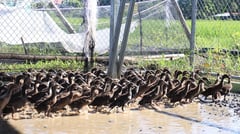 Ilocos Sur launches integrated rice-duck farming system  