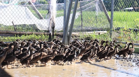 Ilocos Sur launches integrated rice-duck farming system  