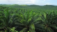 Da seeks P300M to boost palm oil production