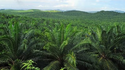 Da seeks P300M to boost palm oil production