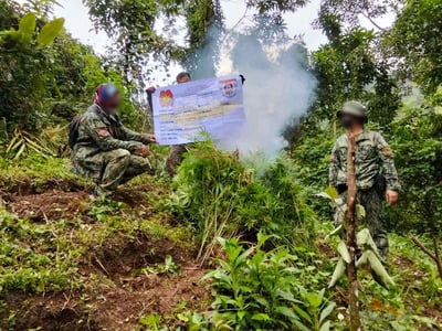 Authorities destroy P2.33M marijuana plants