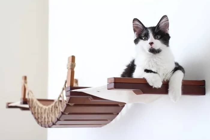 VERTICAL spaces such as cat trees give indoor cats opportunities to climb, explore and stay stimulated.