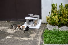Kittens eating next to a makeshift cat house