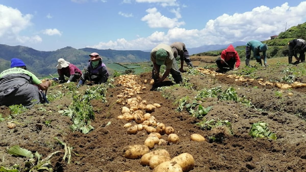 URC provides Benguet potato farmers with income opportunities
