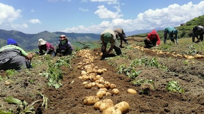 URC provides Benguet potato farmers with income opportunities