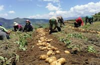 POTATO farmers have found a lifeline — their yields and incomes increased — in the Sustainable Potato Program initiated by Universal Robina Corp. with the government.