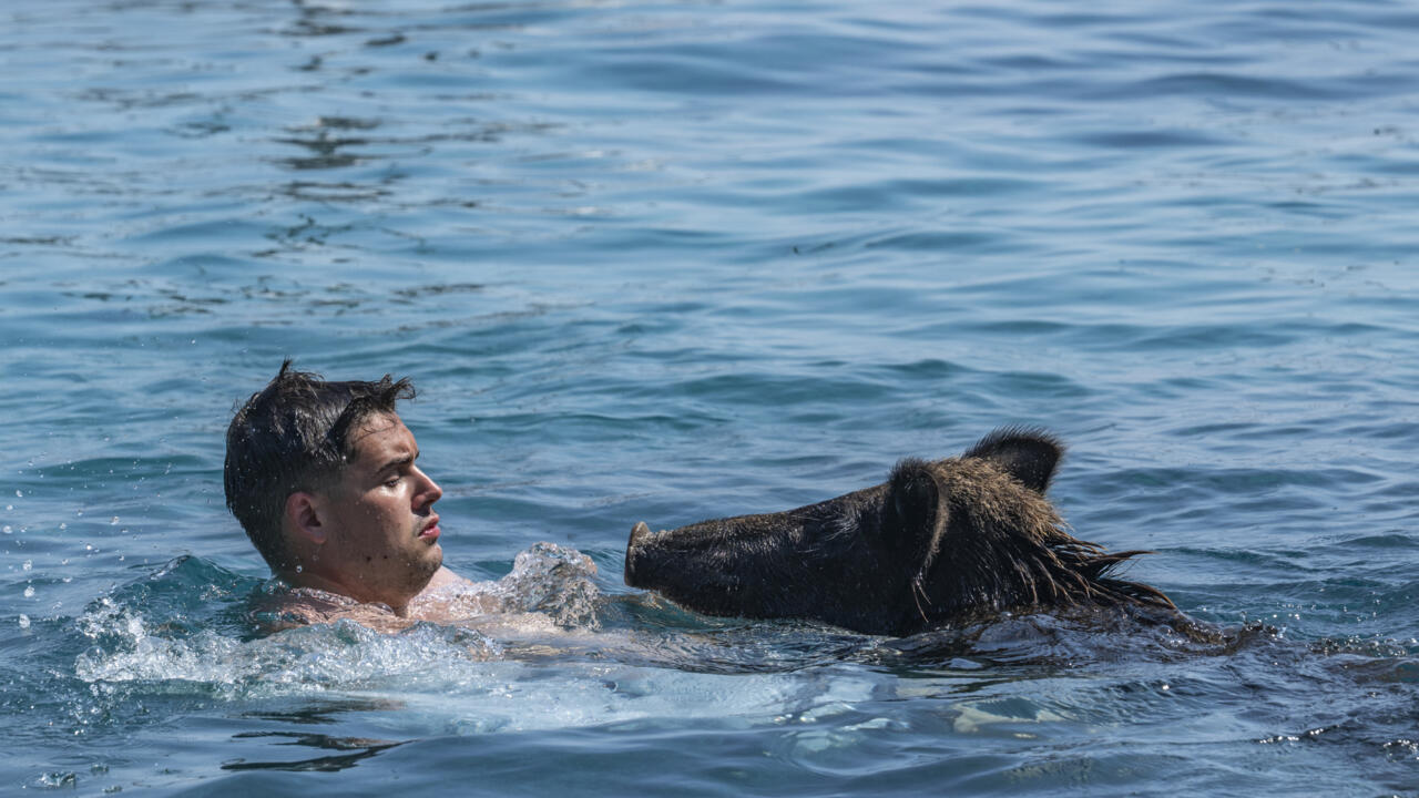 Swimming pigs turn Greek island to tourist hotspot