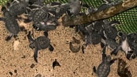 127 turtle hatchlings released