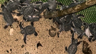 127 turtle hatchlings released