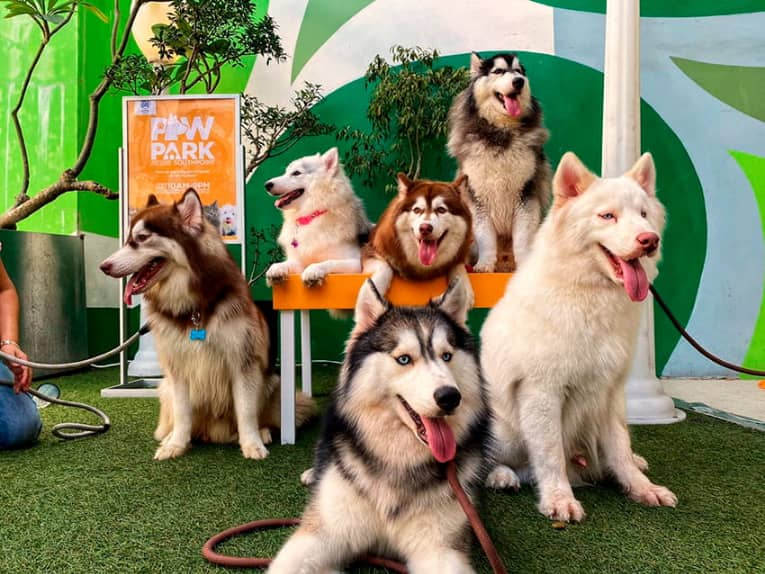 PET-FRIENDLY spaces such as ‘Paw Parks’ are becoming part of the evolving mall experience.