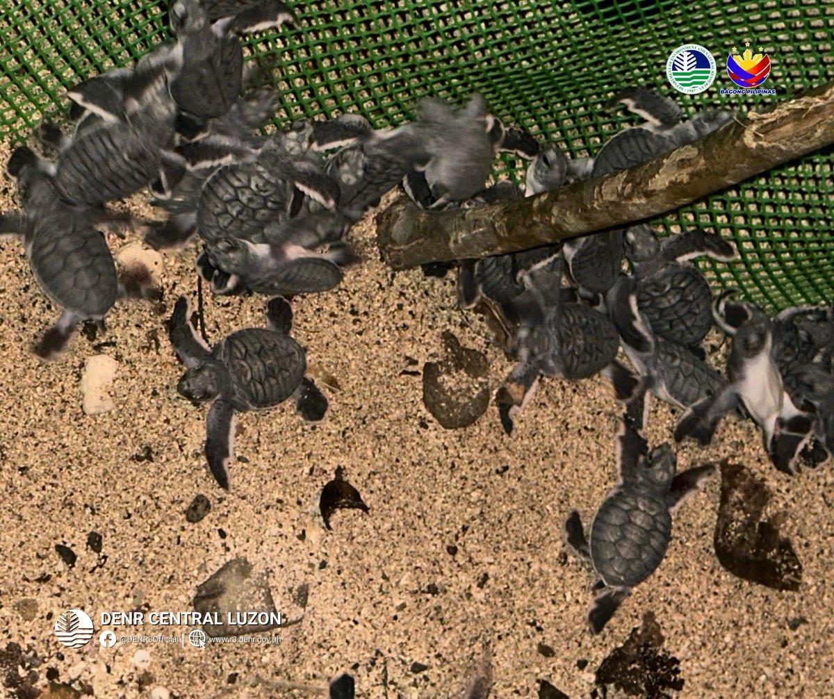 127 Green Sea Turtle hatchlings released in Baler