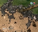 127 Green Sea Turtle hatchlings released in Baler