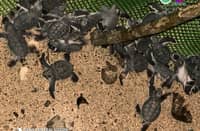 127 Green Sea Turtle hatchlings released in Baler