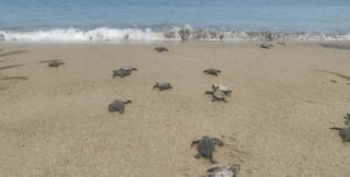 From poachers to protector