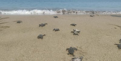 From poachers to protector