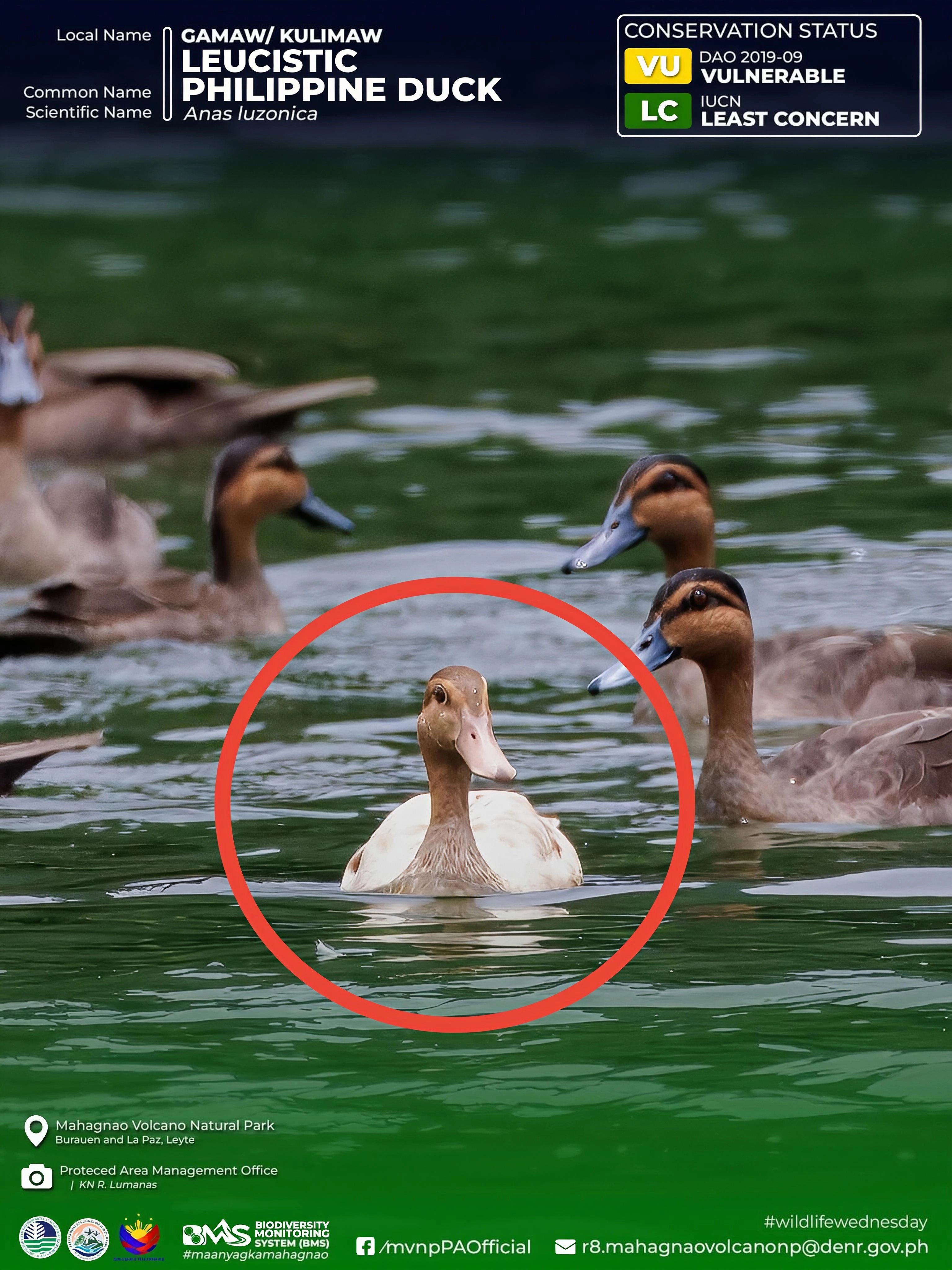 MVNP records rare leucistic Philippine Duck in Lake Malagsum