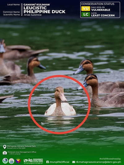 MVNP records rare leucistic Philippine Duck in Lake Malagsum