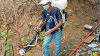 Albay declares dengue emergency