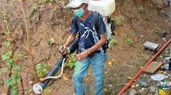 Albay declares dengue emergency
