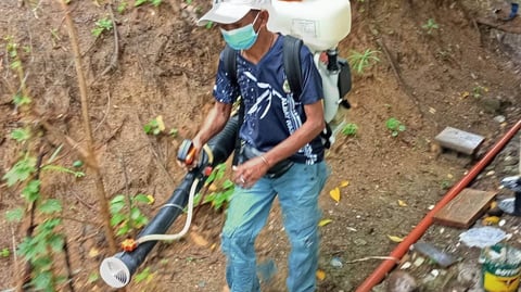 Albay declares dengue emergency